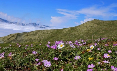 Çamlık Yaylası